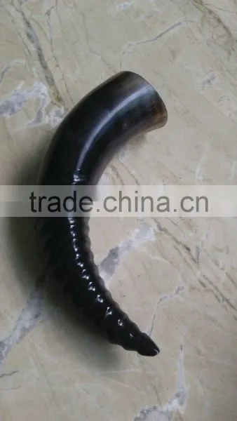 Polished Drinking Horn photo-5