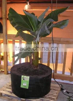 in Door Plant Pot photo-2