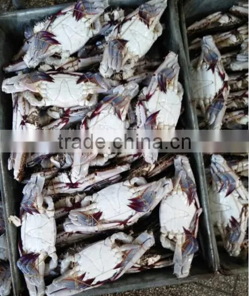 Pollock Fish is a Fish of Crab photo-2