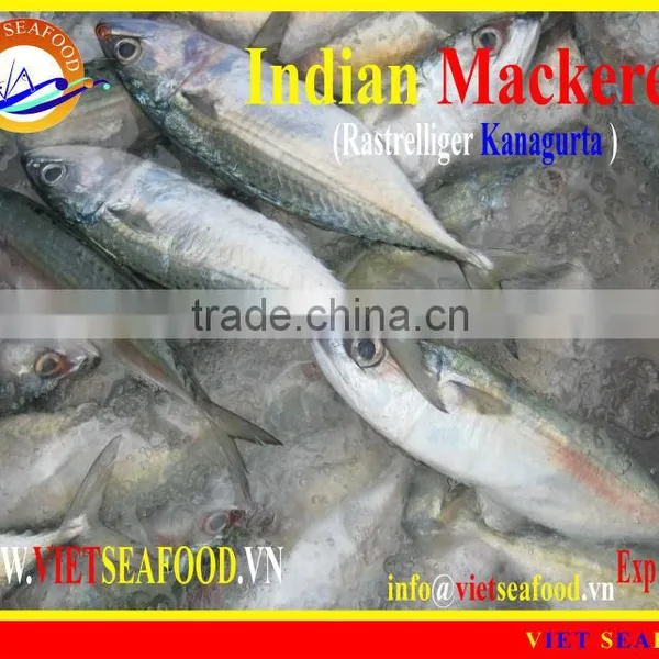 FROZEN INDIAN MACKEREL photo-3