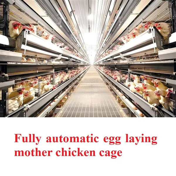 Fully Automatic Meat Chicken Cage photo-3