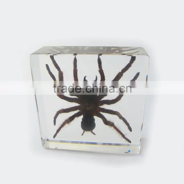 2016 New Design Wholesale Meaningful Promotional Gift Desk Decoration With Real Insect photo-2
