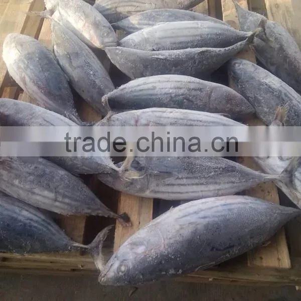Frozen Skipjack Tuna photo-5