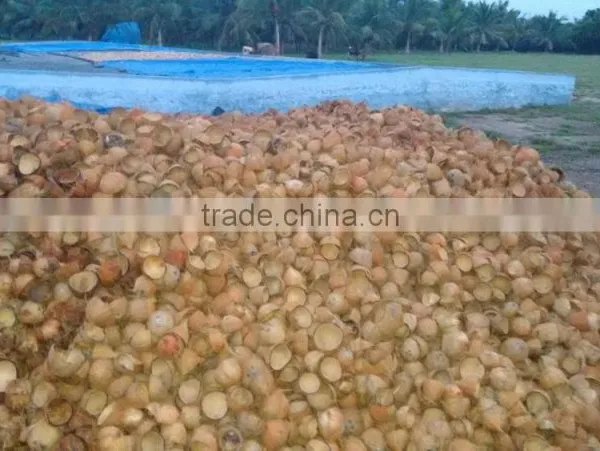 coconut shell