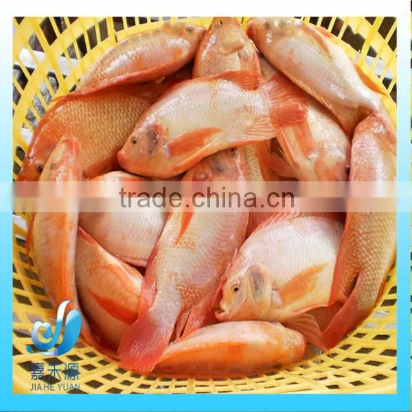 Frozen Fresh Small Whole Round Red Tilapia