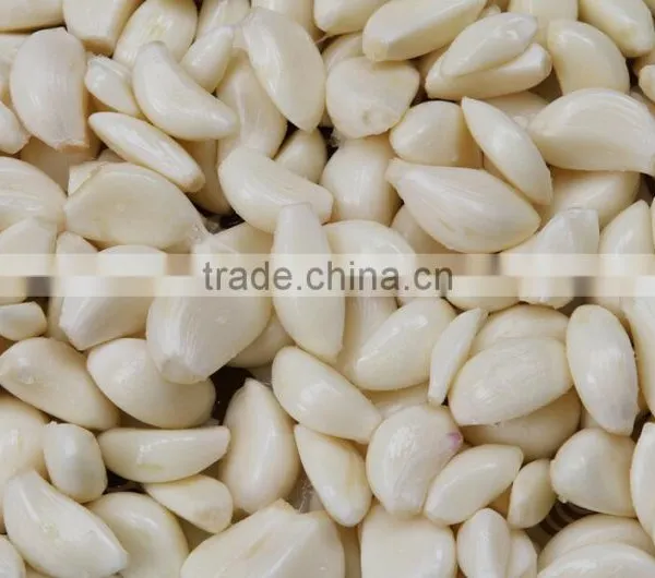 Commercial Electric Garlic Peeling Machine|Dry Type Garlic Clove Peeler Machine photo-6