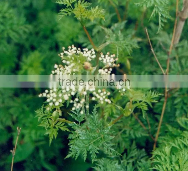 Rhizoma Chuanxiong Extract/Chuanxiong Essential Oil