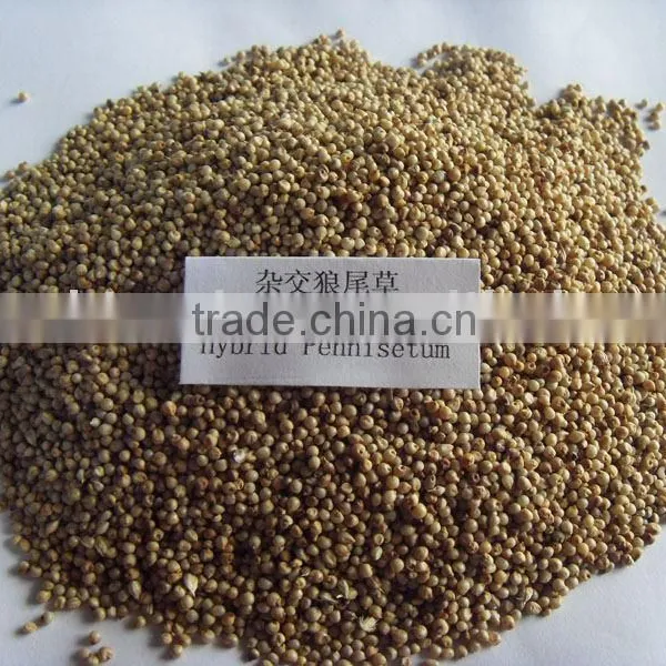 Chinese Hybrid Pennisetum Grass Seed photo-3