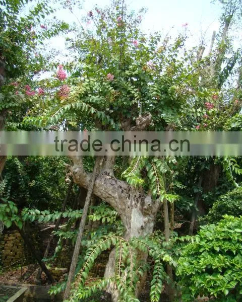 Lagerstroemia Indica L. photo-3