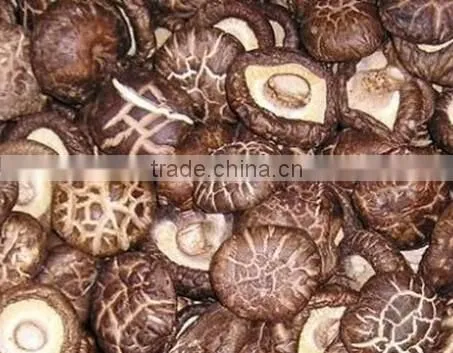 Lentinus Edodes/mushroom Champignon/champignon Mushroom photo-6