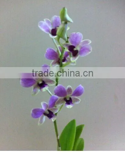 Dendrobium Hybrids Orchid Plant Live Dendrobium