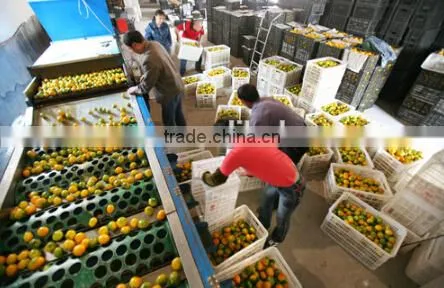 Orange Grading Machine Sorter Grader photo-2