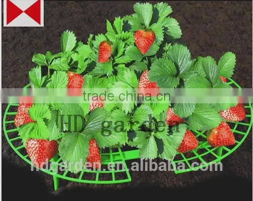 Strawberry Supports - Fruit Clean and Blemish-free photo-4