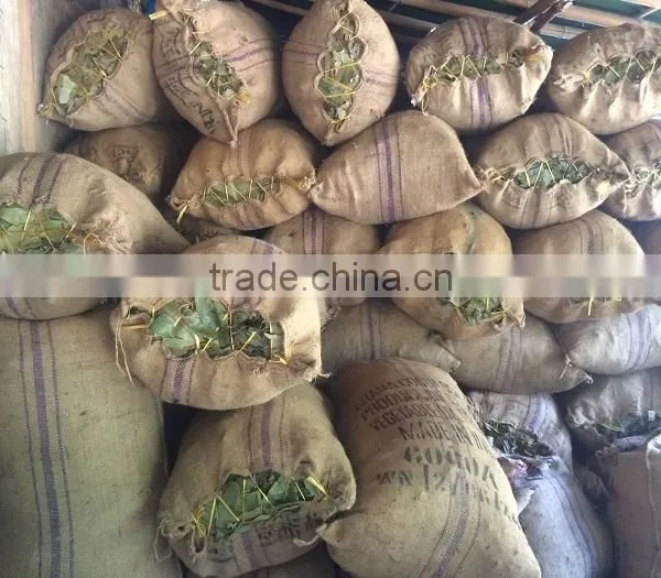 Vietnam Cinnamon Herb photo-2