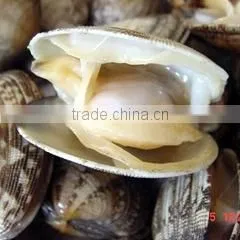 2016 New Season Frozen Vacuum Packed Short Necked Clam photo-6