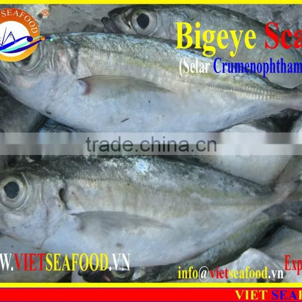 FROZEN BIGEYE SCAD WHOLE ROUND photo-3