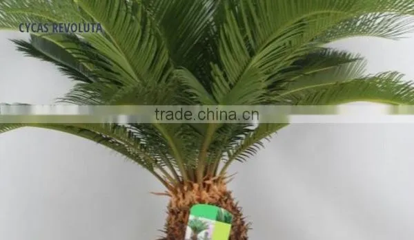 CYCAS REVOLUTA
