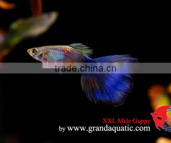 Guppy Fish XXL Size for Aquarium Fish Export photo-4