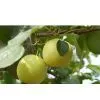 Huanguan Pear