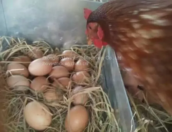 Chicken Egg Laying Nest photo-5
