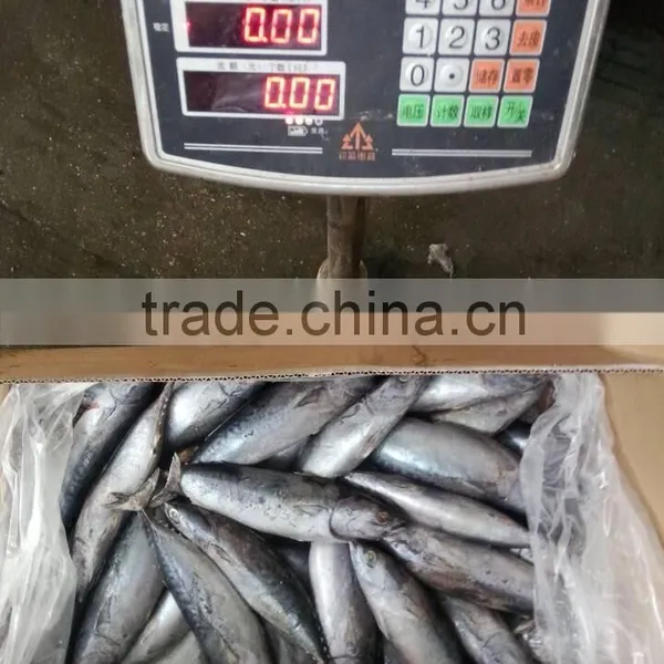 FAO 61 China Frozen Bonito Tuna Fish and Auxis Thazard photo-2