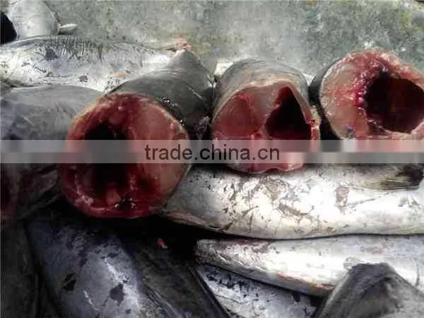 HACCP EU HGT Frozen Bonito Fish and Auxis Thazard photo-3