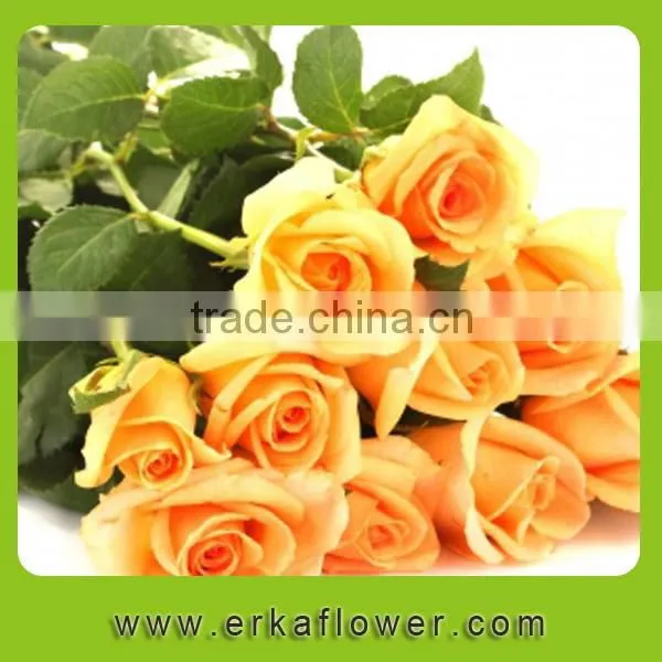 Natural Promotional Preserved Rose Flower for Home Decoration photo-5
