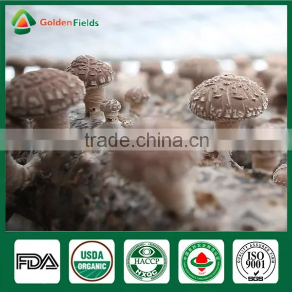 Supplier of Fresh Dried Shiitake Mushroom Growing Shiitake Mushroom Log Spawn for Mushroom Farm photo-2