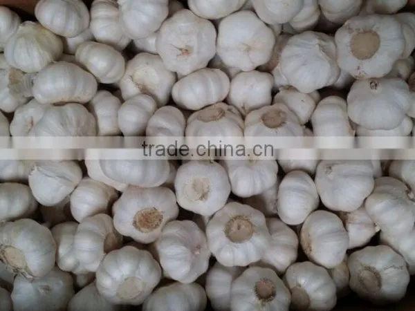Selected White Skin Garlic photo-2