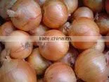 Onion