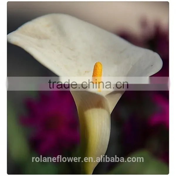2016 Fashion Graceful White Calla Lily Flower to Express Global photo-4