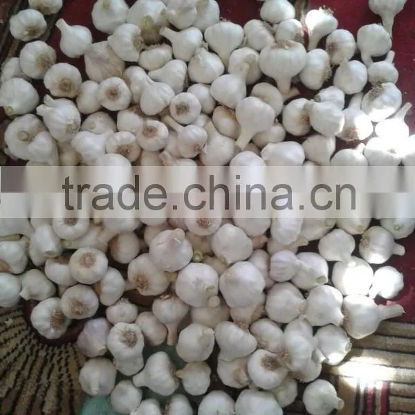 Fresh Garlic White Garlic photo-3