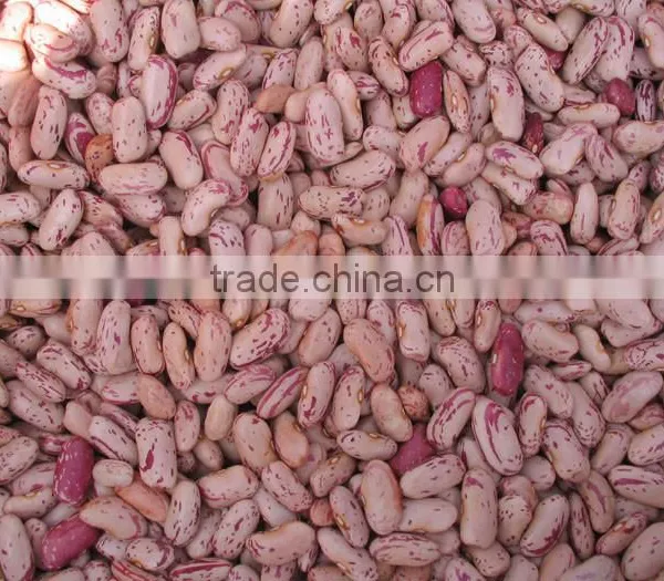 China New Crop Good Quality Light Speckled Pinto Kidney Bean photo-2