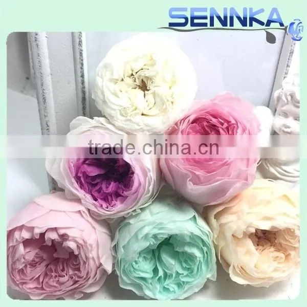Wedding Favors Preserved Austin Rose Flower Wholesale Approximately 4.5cm Diameter photo-4