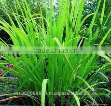 Guaiacwood Oil photo-2