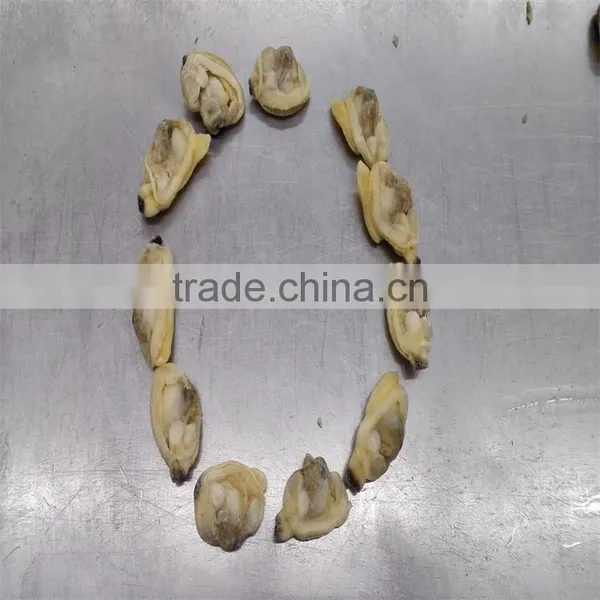 Frozen Vacuumed Variegated Clam With Favorable Price photo-2