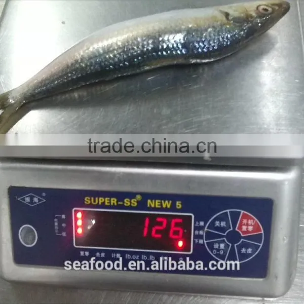 Frozen Sardine (sardinella Longiceps) ,New Arrivals photo-3
