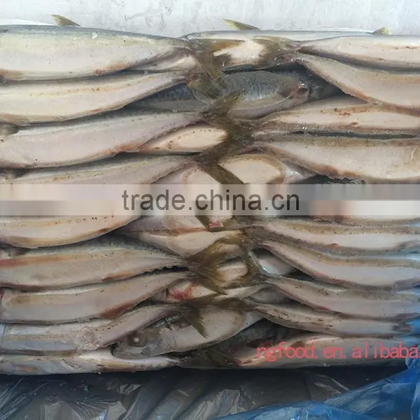 Best Quality Freezing Fish (frozen Mackerel ) photo-2