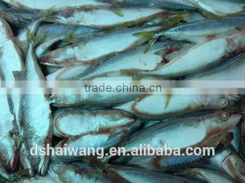 Frozen Chinese Pacific Mackerel With Size 8 - 10 / kg photo-3