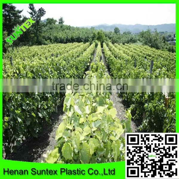 Support Peas Runner Beans & Sweet Peas Climbing Plant Support Mesh Net photo-2