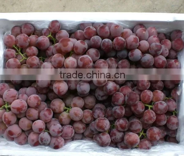 seedless grape red globe grapes
