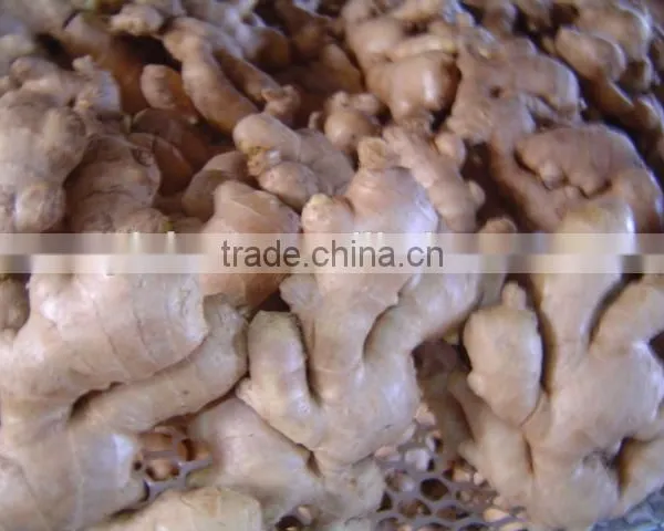 Fresh Air Dried Ginger photo-4