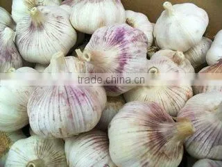 HACCP Certification China Fresh Garlic