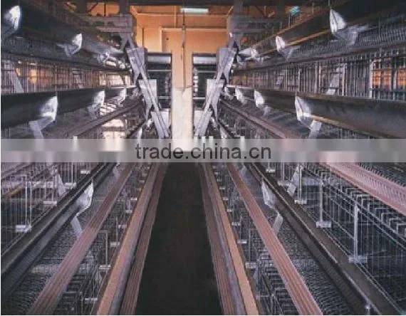 H Type 56 Chickens Broiler Chicken Cage Sale for Tanzania photo-6