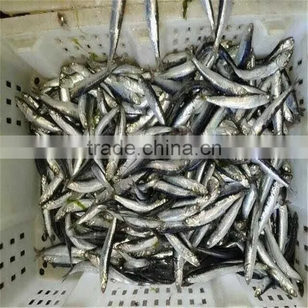 Good Quality Frozen Whole Anchovy for Sale photo-5