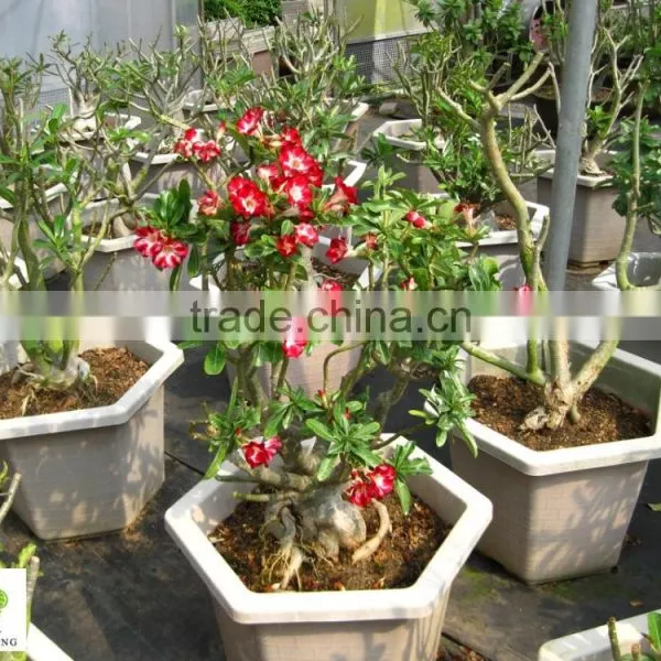 Adenium Obesum ( Desert Rose) photo-2