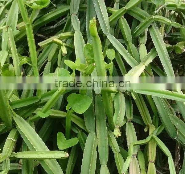 Premium Grade Cissus Quadrangularis Powder Sales And Export photo-3