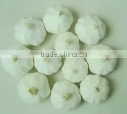 Purple Garlic For Exporting From China