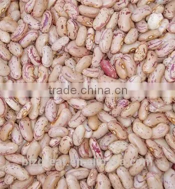 Best Price New Crop Light Speckled Kidney Beans With Good Quality photo-4