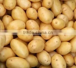 Fresh Potato